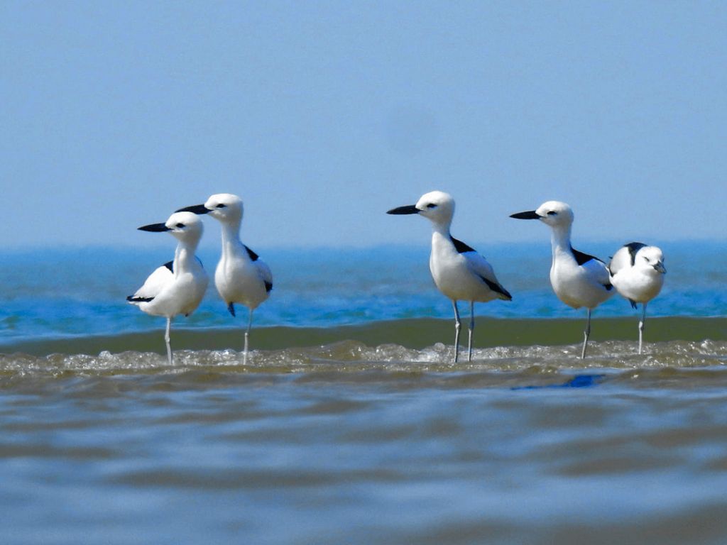 Image of the Wildlife & Bird Watching in Kutch activity