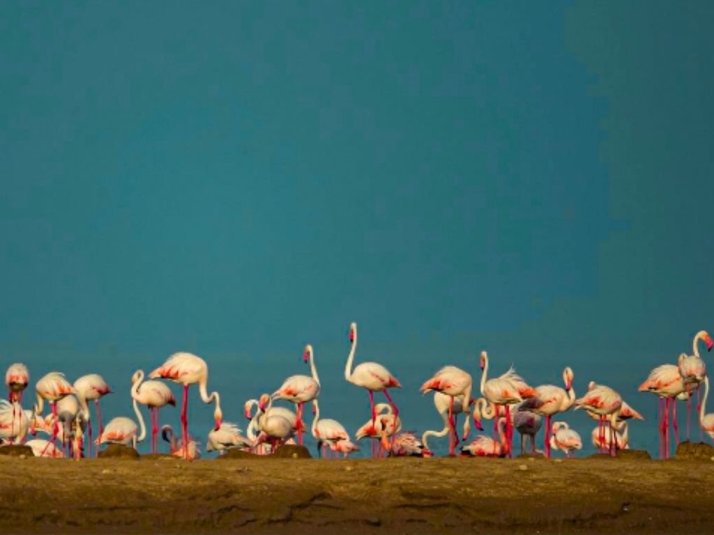 Image of Flamingo Lake Dholavira, a tourist attraction in Dholavira, Gujarat 370165