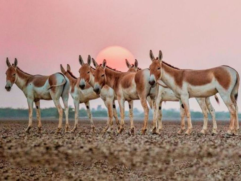Image of Road to Heaven - Dholavira, a tourist attraction in Dholavira, Gujarat 370165